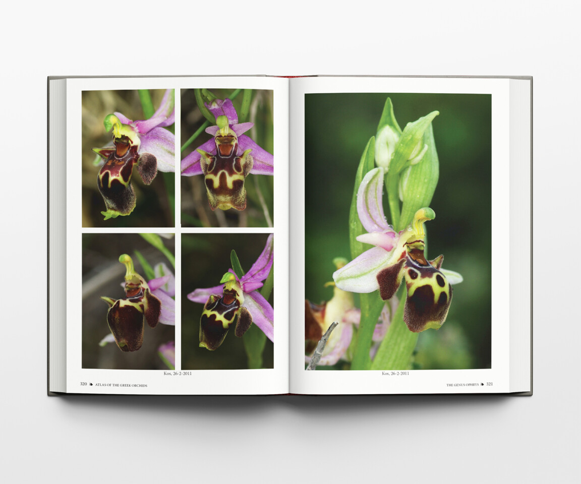 atlas of the greek orchids
