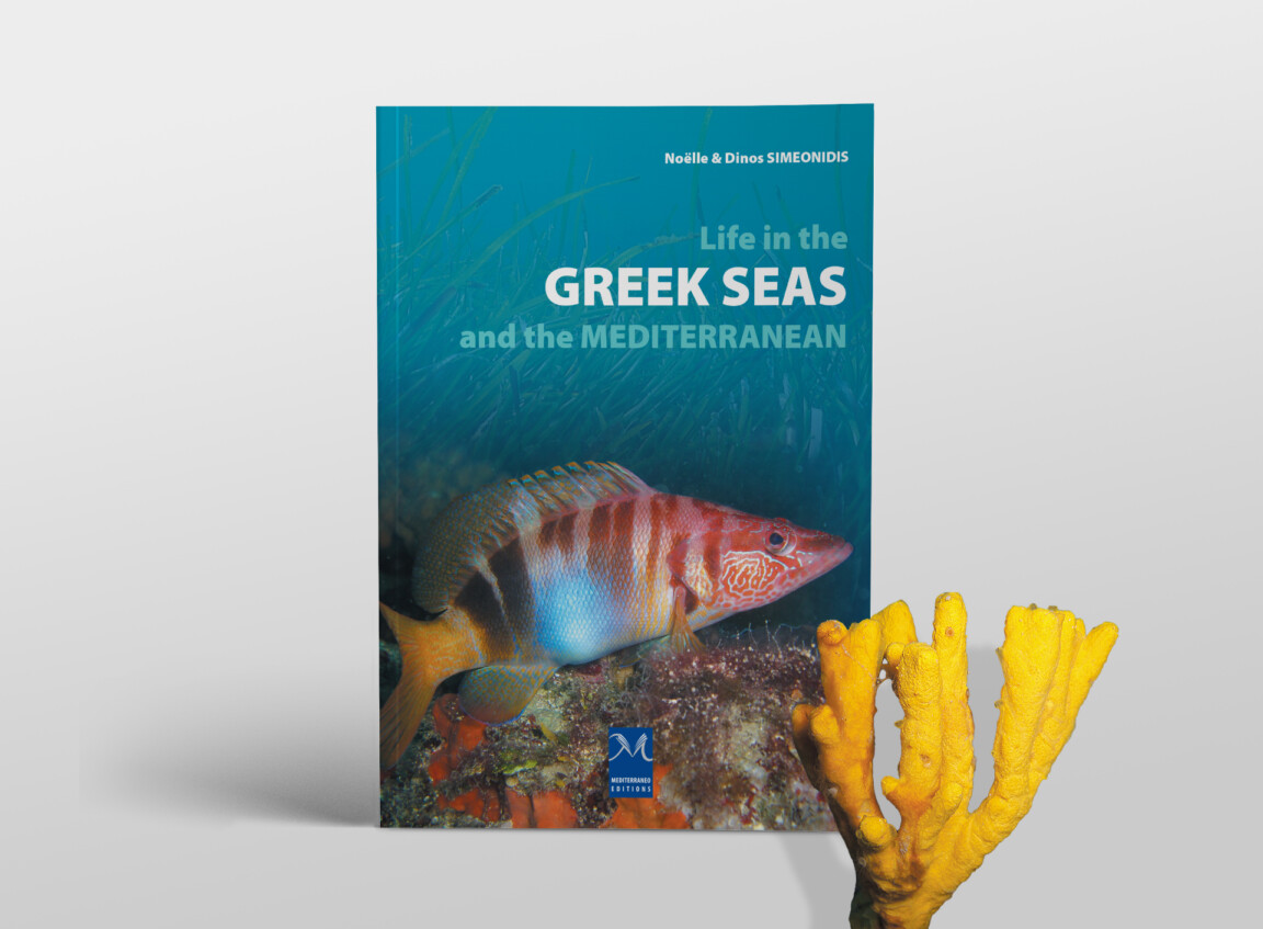 life in the greek seas and the mediterranean