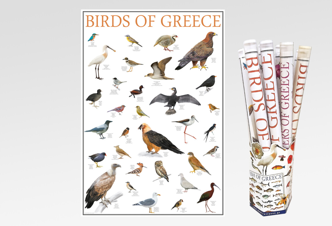 birds of greece