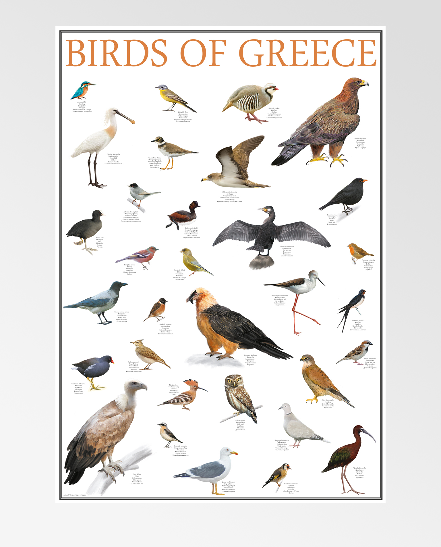 BIRDS OF GREECE | Mediterraneo Eshop