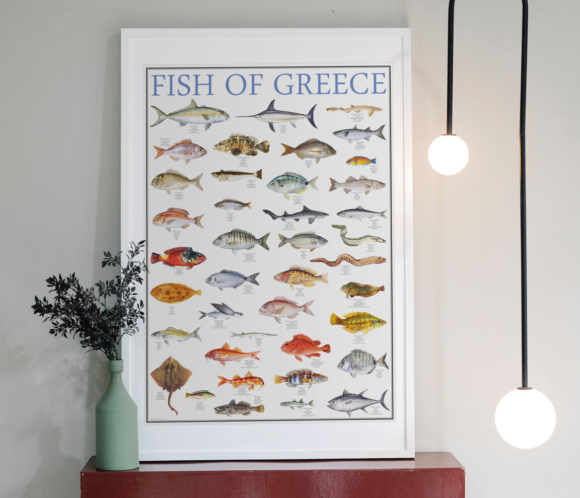 fish of greece