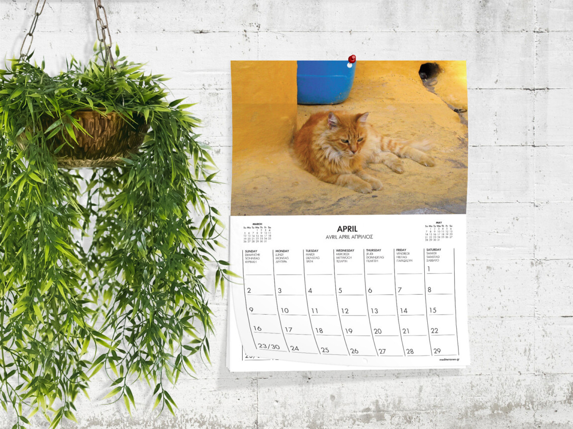 Hanging plant, April wall calendar, resting orange cat.