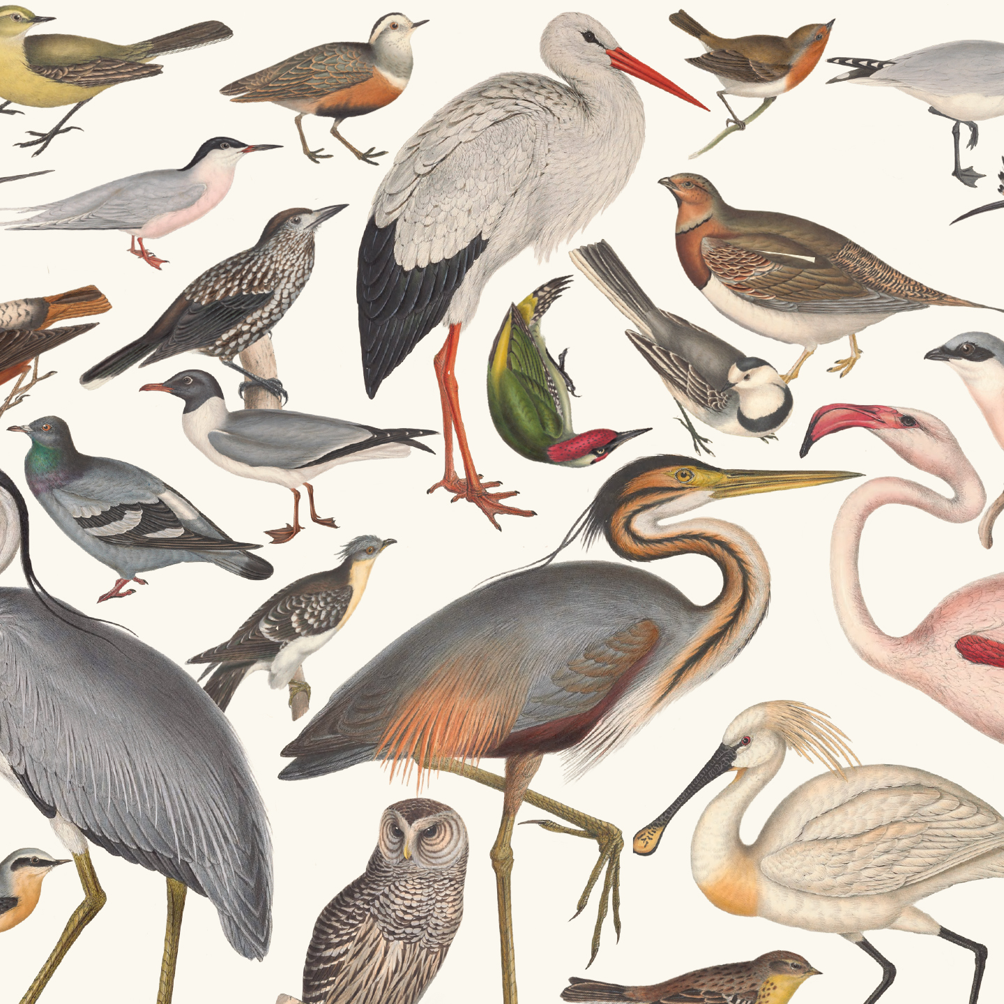 Birds of Greece – Mediterraneo Eshop