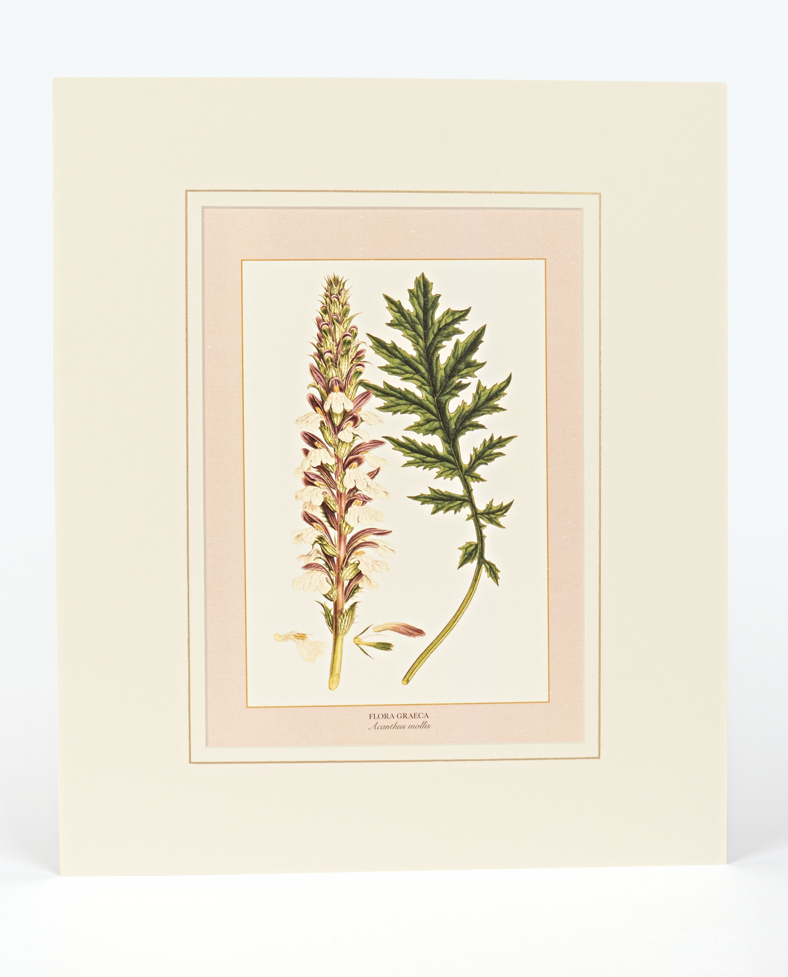 ACANTHUS MOLLIS | Mediterraneo Eshop