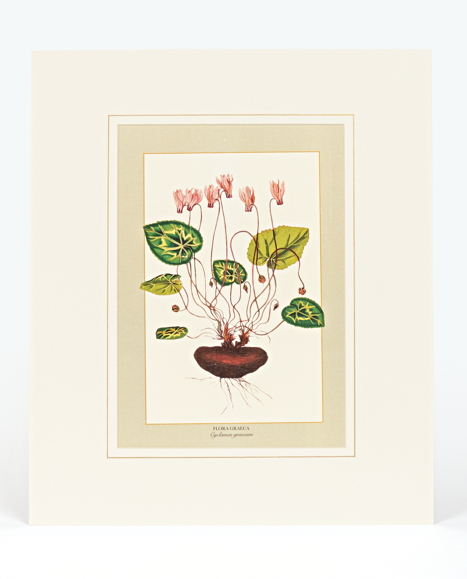 CYCLAMEN GRAECUM Mediterraneo