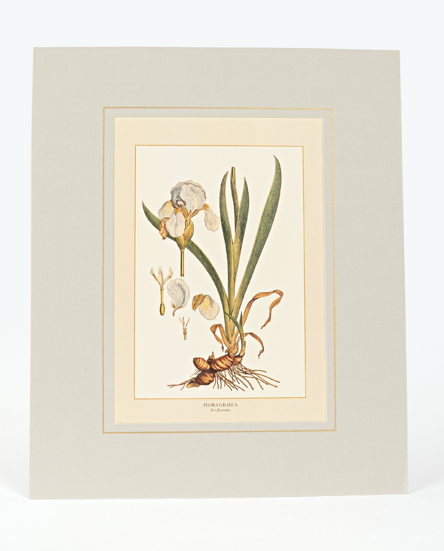 IRIS FLORENTINA | Mediterraneo Eshop