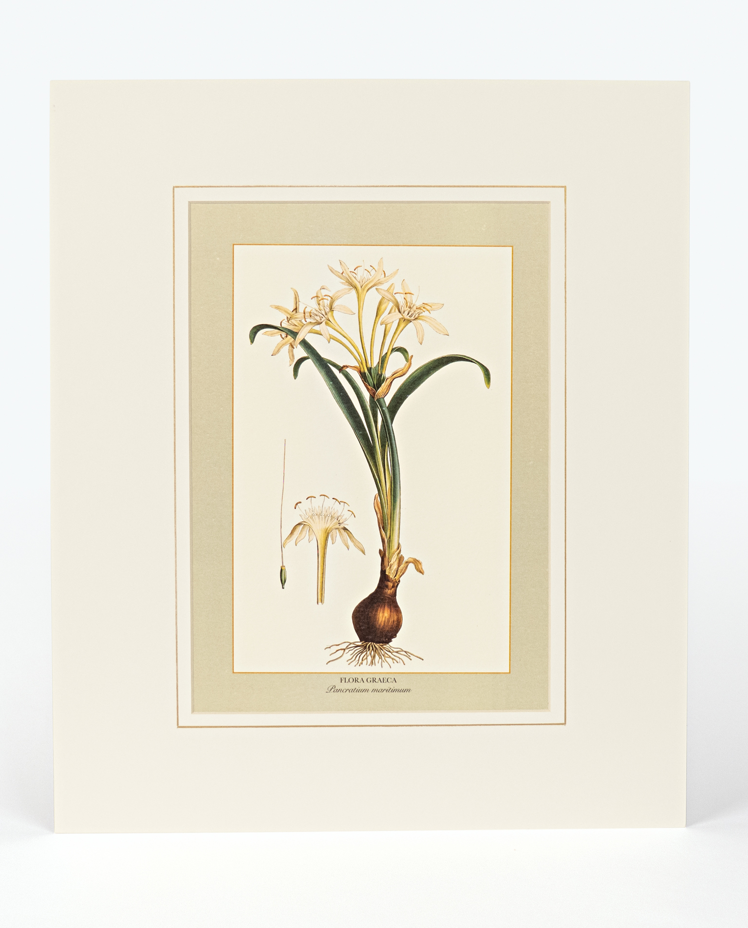 PANCRATIUM MARITIMUM | Mediterraneo Eshop